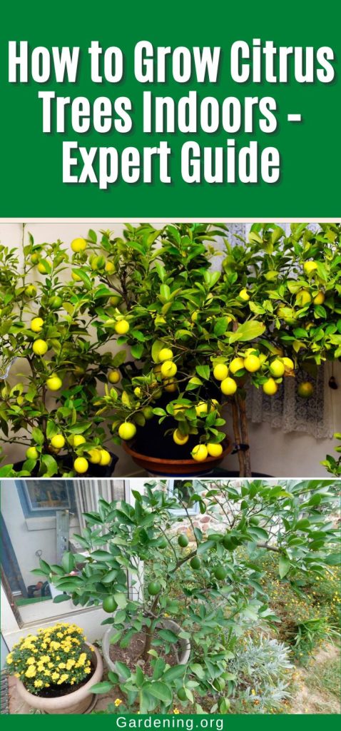 How to Grow Citrus Trees Indoors – Expert Guide pinterest image