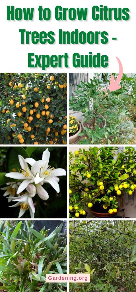 How to Grow Citrus Trees Indoors – Expert Guide pinterest image