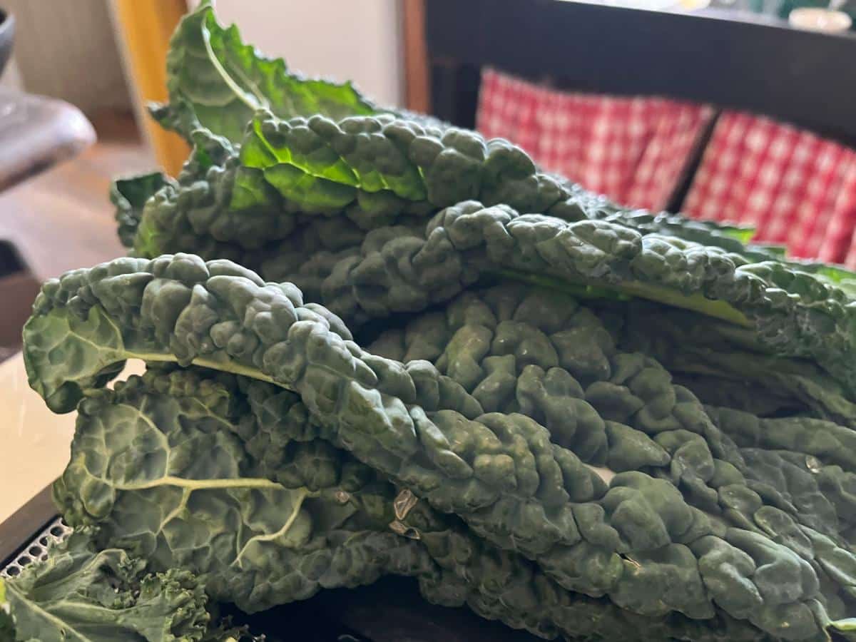 Kale leaves for drying