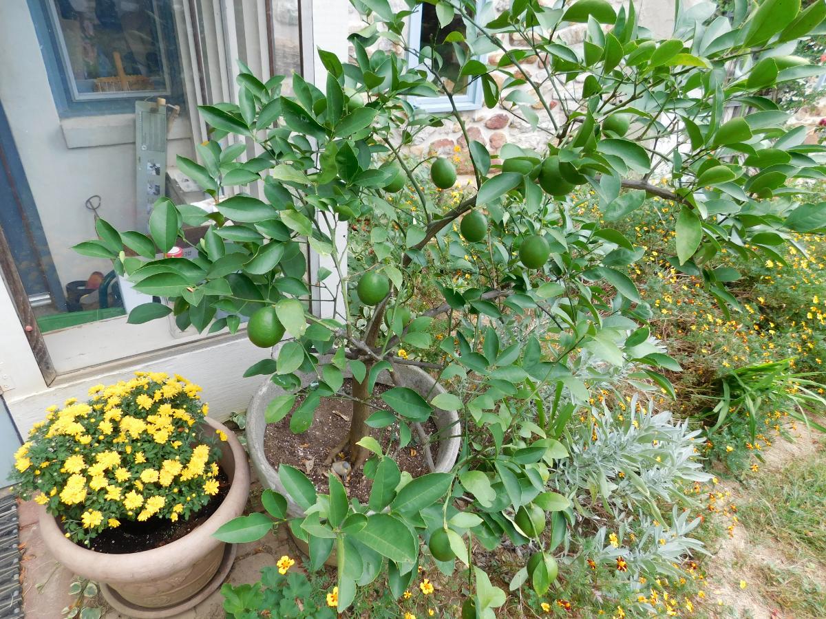 Indoor citrus tree moved outside for summer