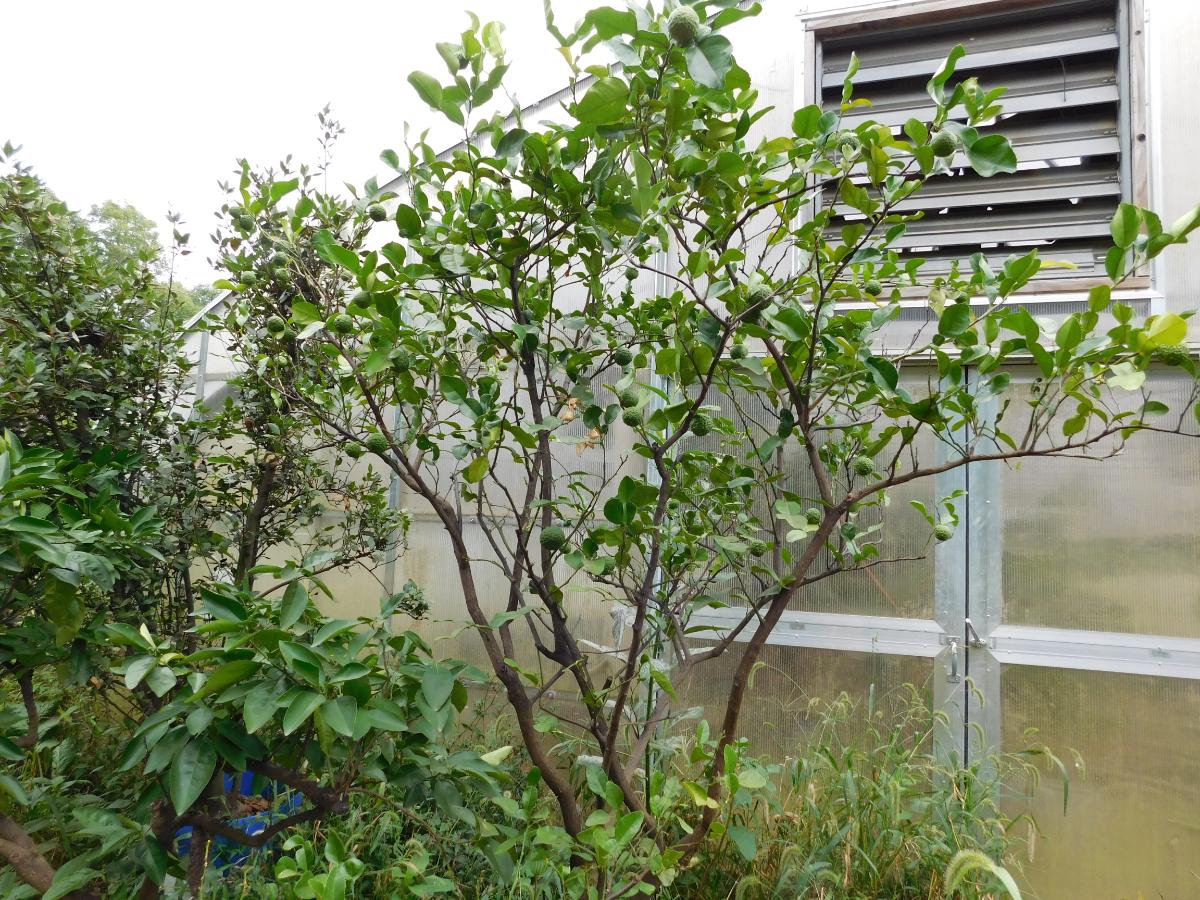 Citrus tree growing in a greenhouse