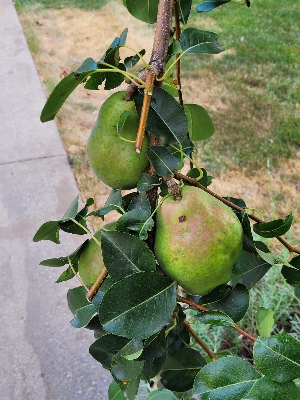 Pear on a grafted pear tree