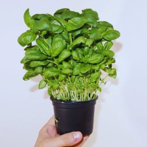 A lot of basil seedlings in a small pot.