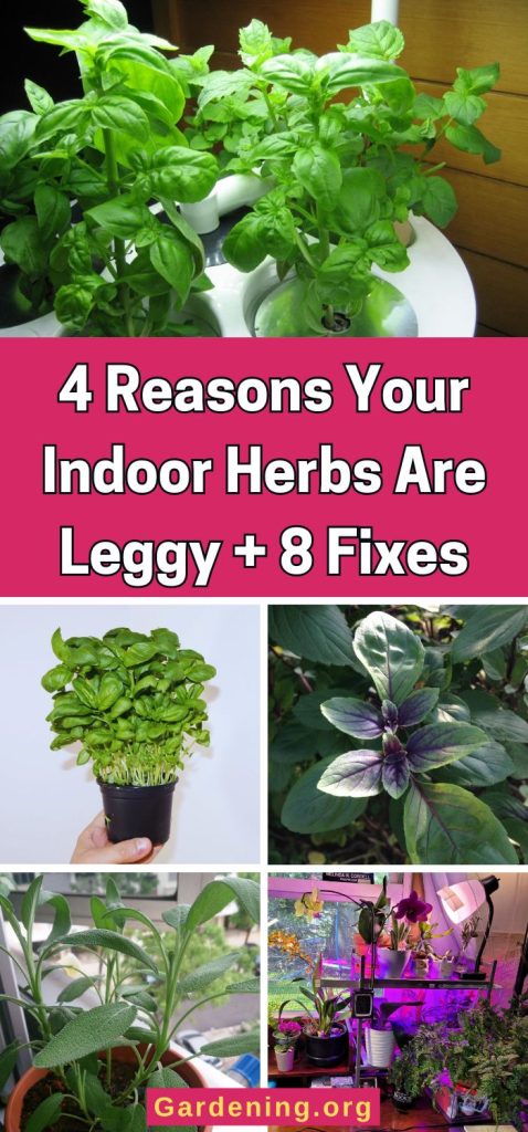 4 Reasons Your Indoor Herbs Are Leggy + 8 Fixes pinterest image