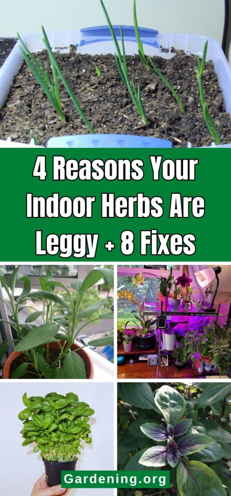 4 Reasons Your Indoor Herbs Are Leggy + 8 Fixes pinterest image