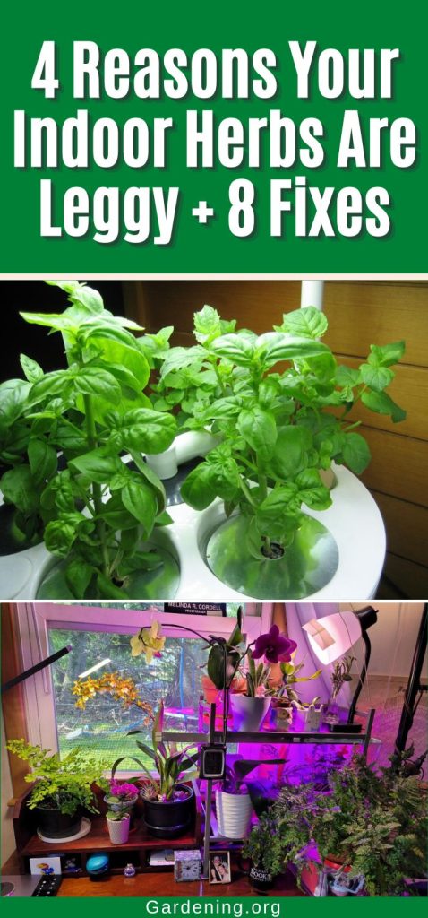 4 Reasons Your Indoor Herbs Are Leggy + 8 Fixes pinterest image