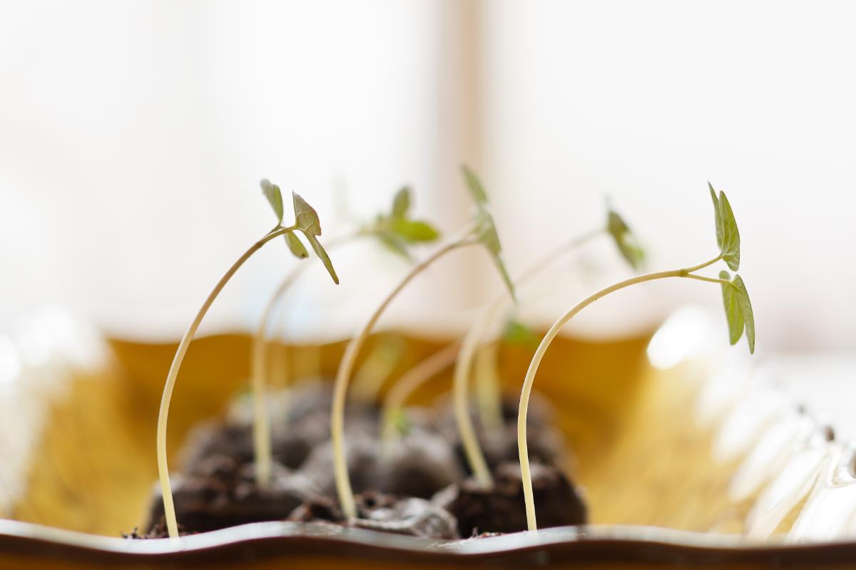 Leggy herb seedlings