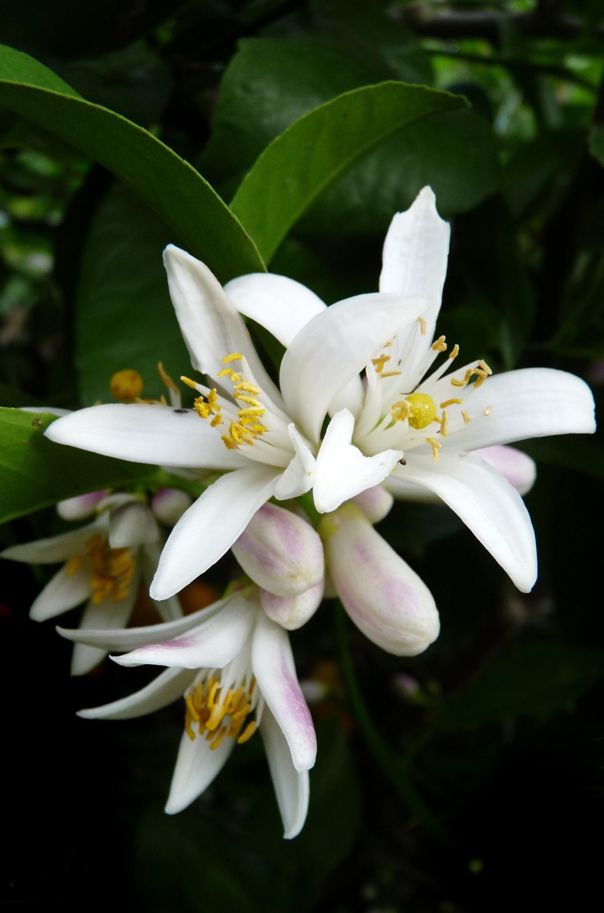 Blossoms on an indoor citrus tree