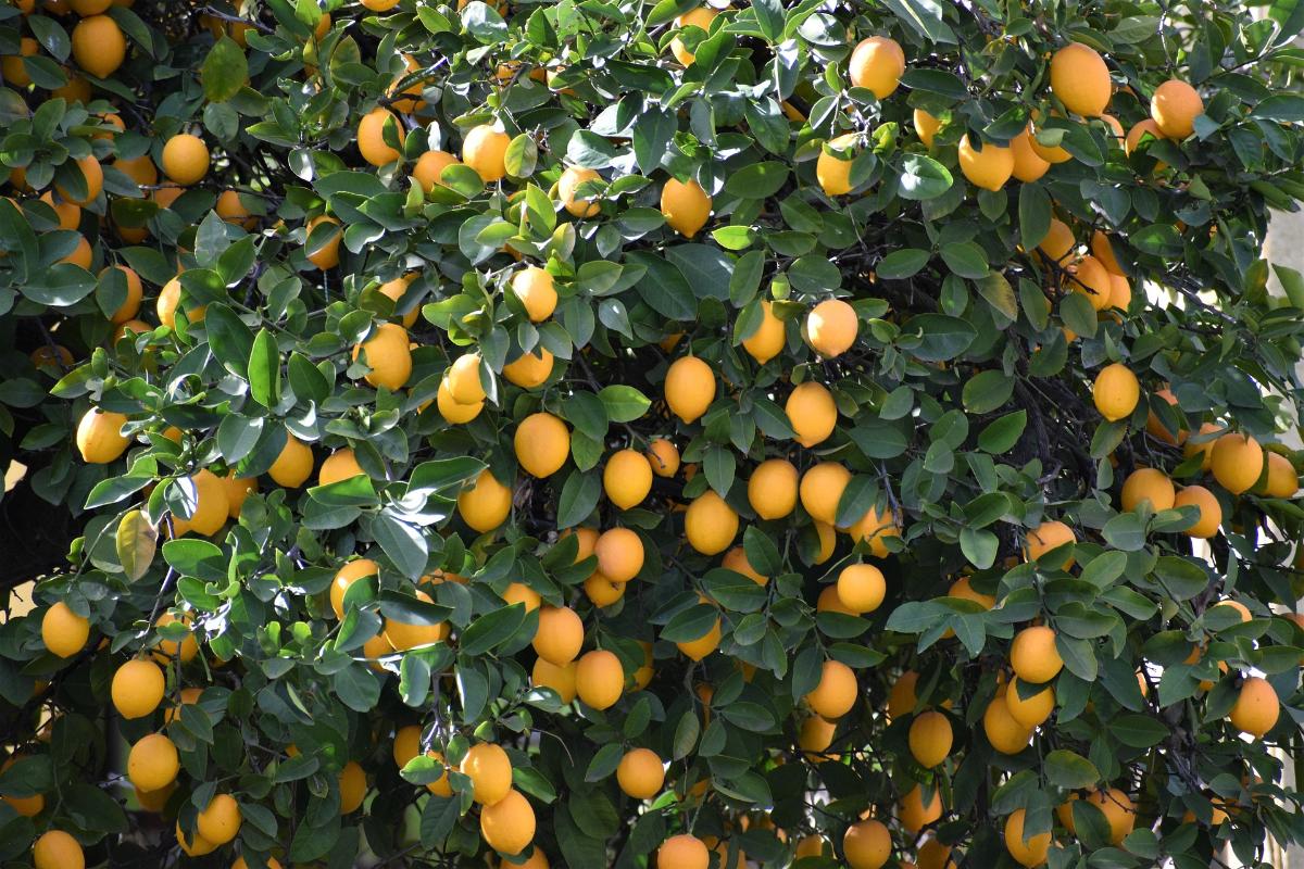 Citrus tree outside