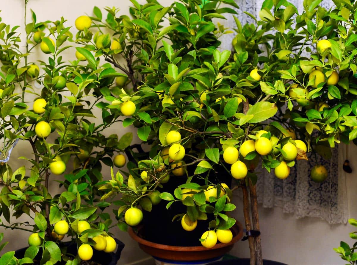 Meyer lemon tree in the house