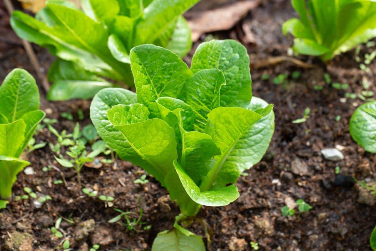 Baby leaf lettuce plant