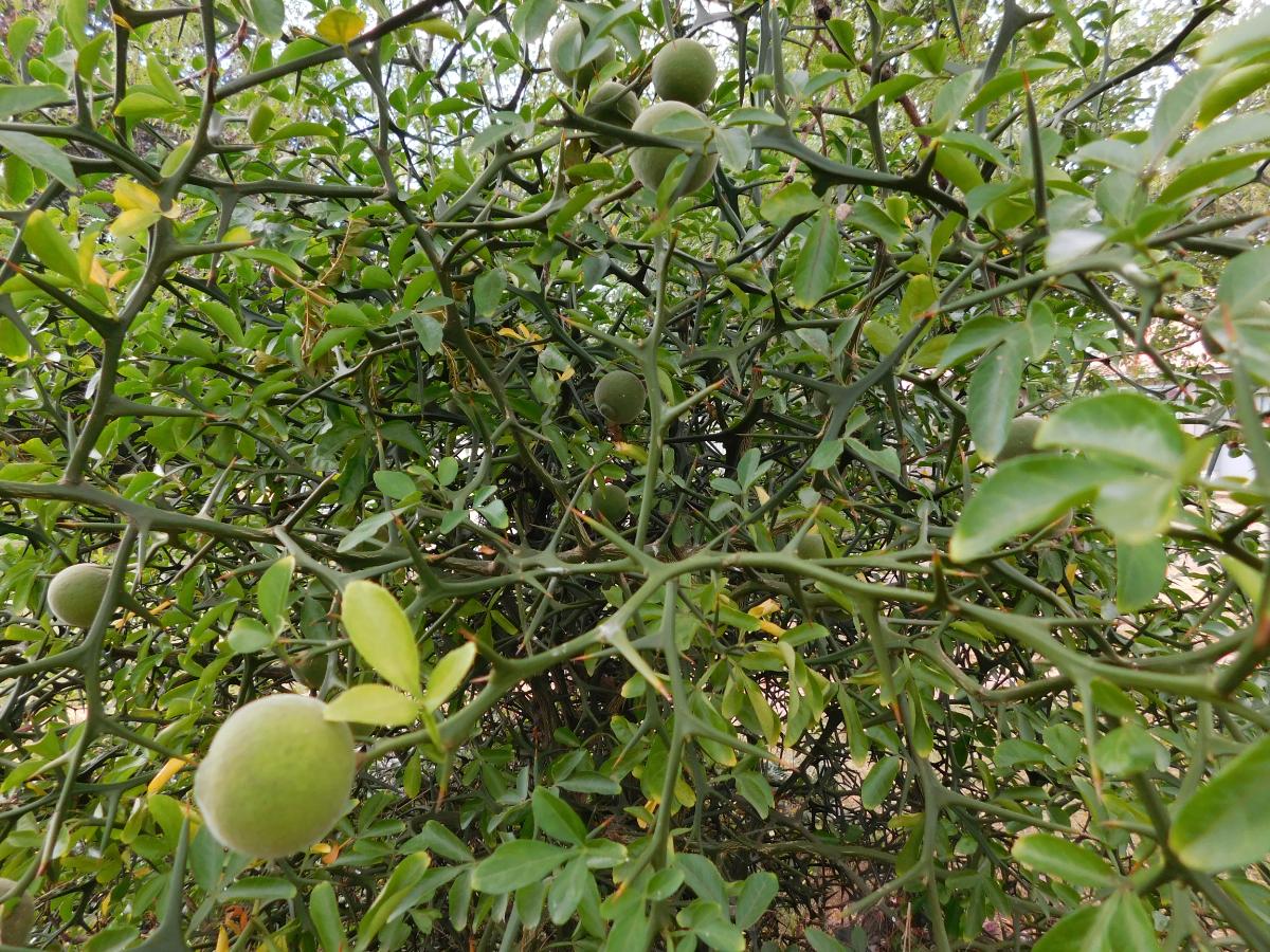 Lime tree growing in a greenhouse