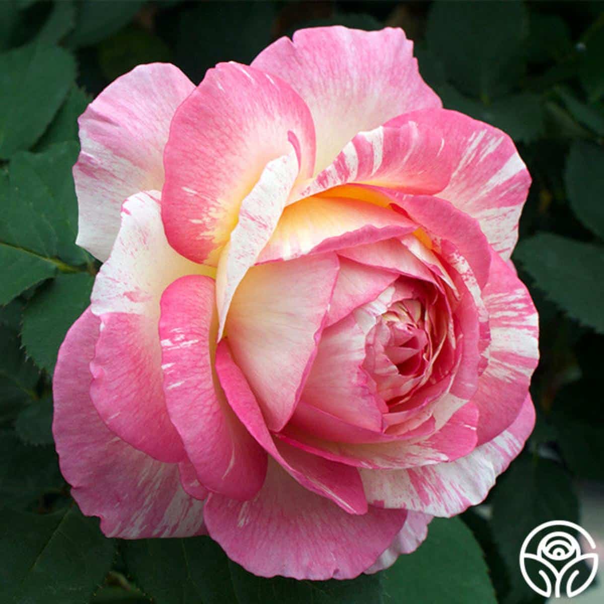 Marc Chagall rose