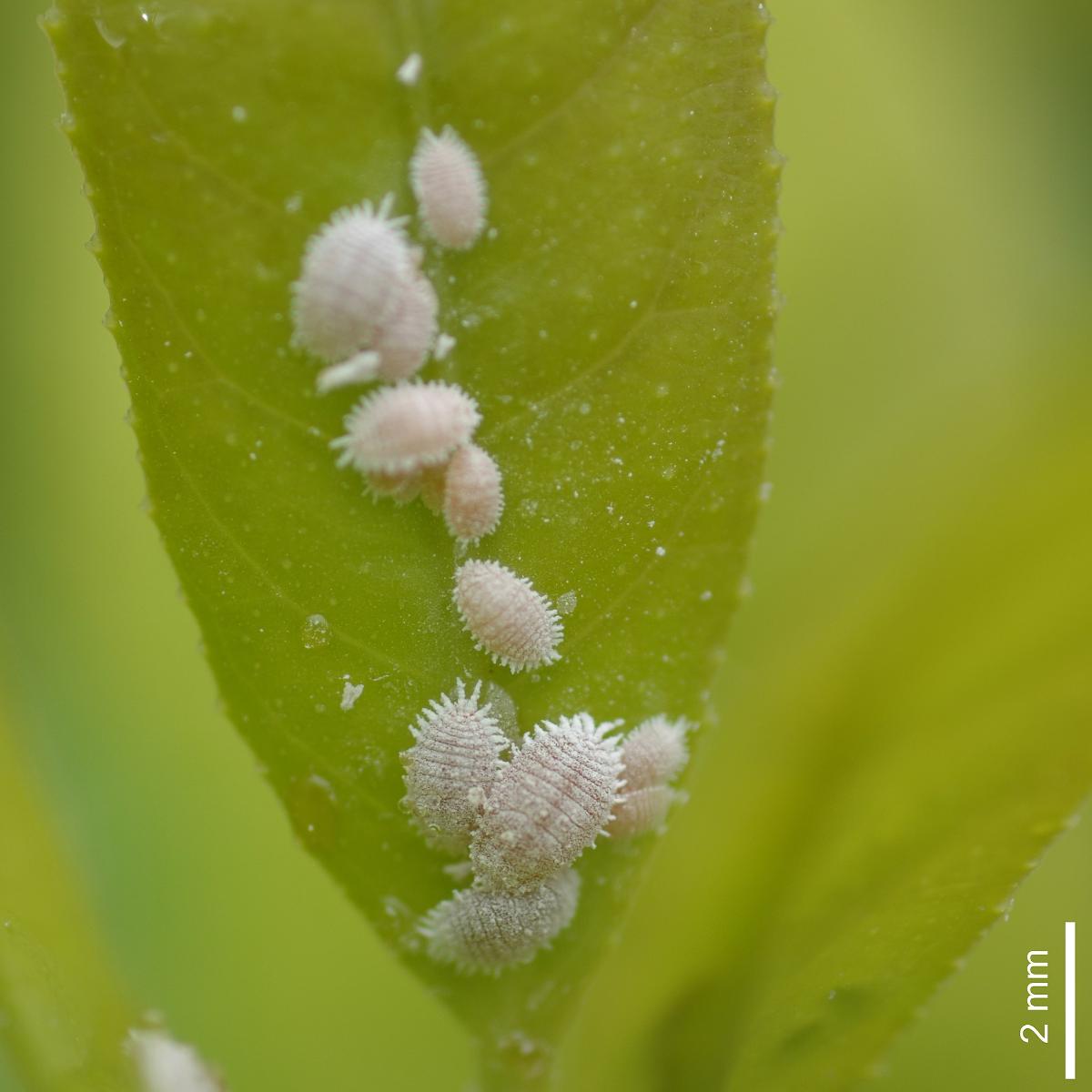 Mealy bugs in a greenhouse