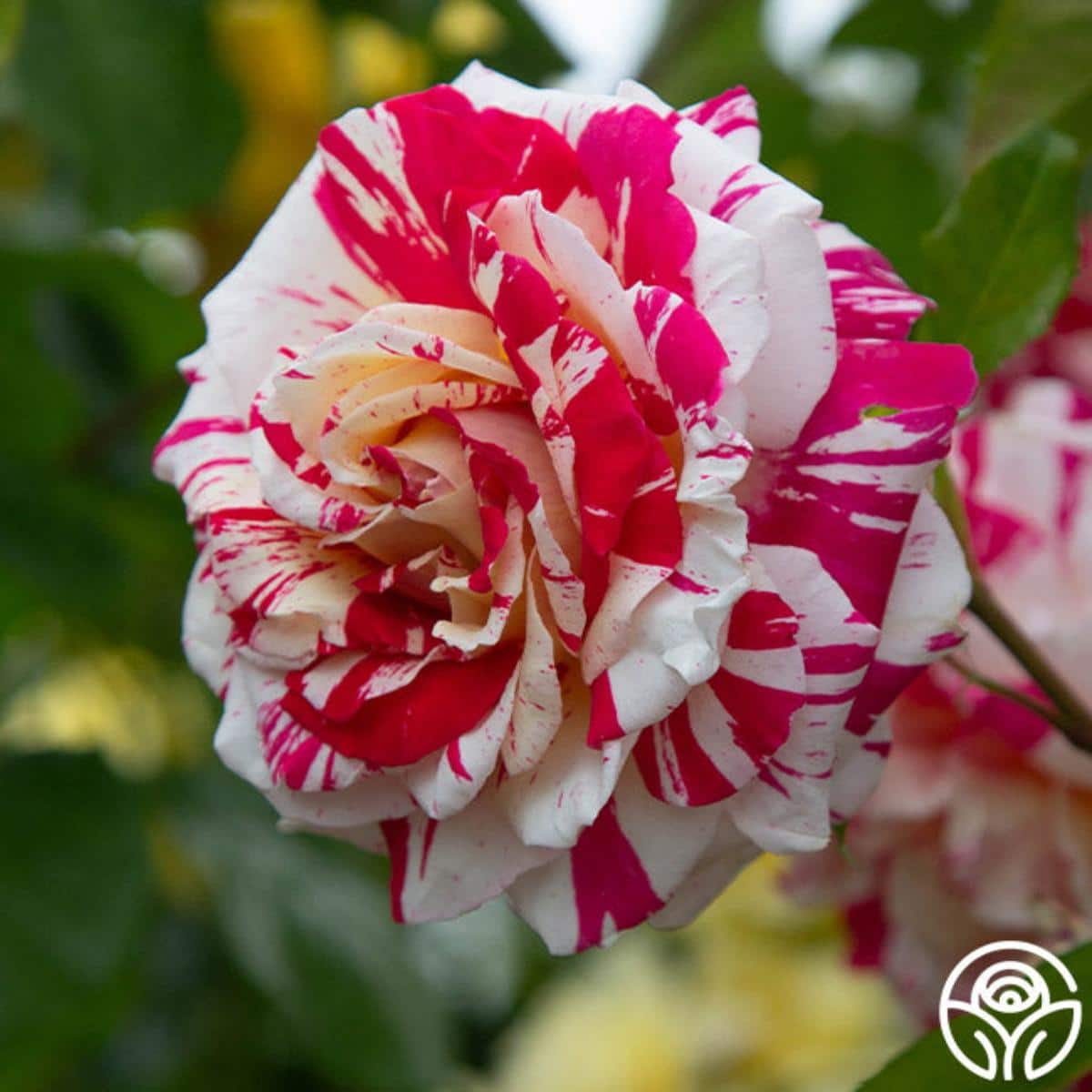 Neil Diamond striped rose