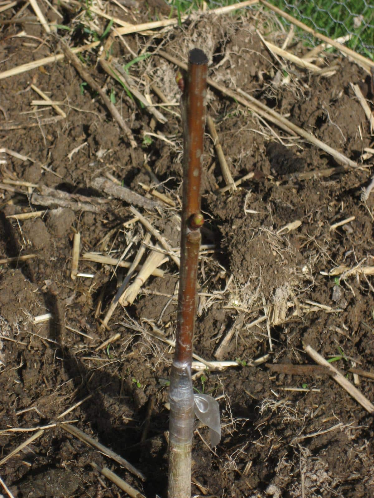 Planted grafted cherry tree