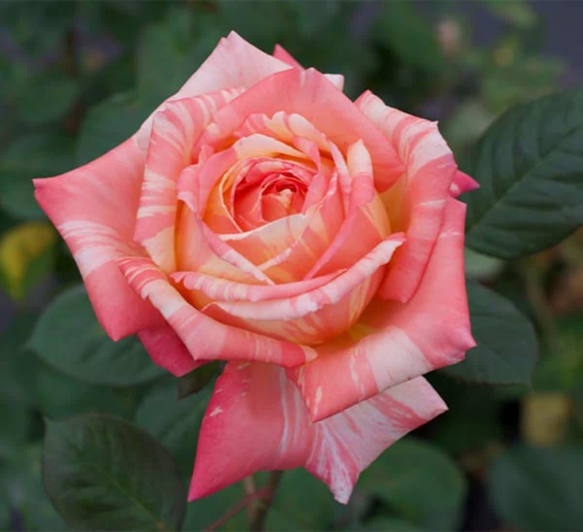 Peach Swirl striped rose