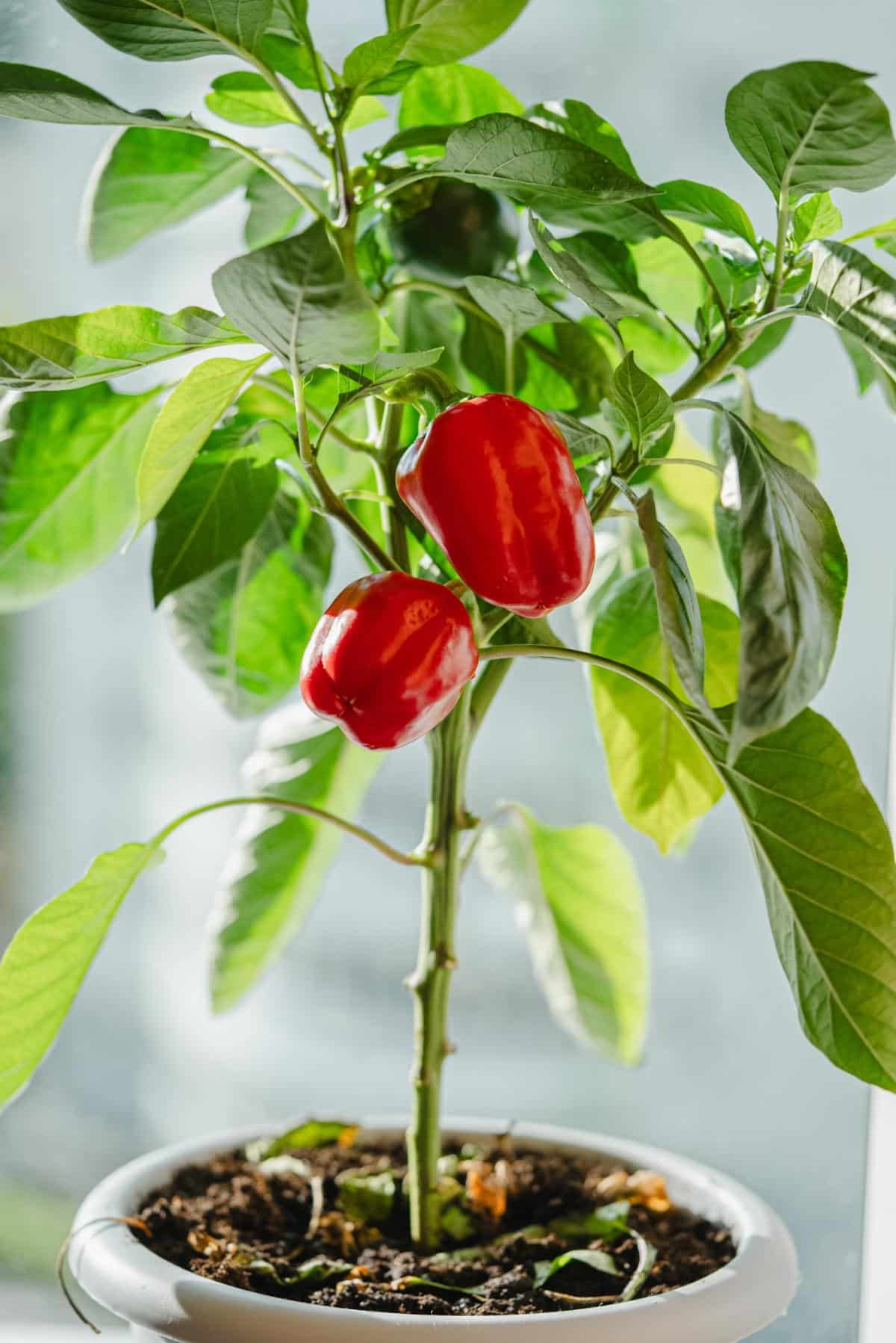 Mini peppers growing inside