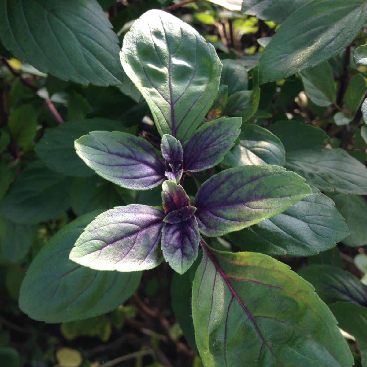 Purple basil