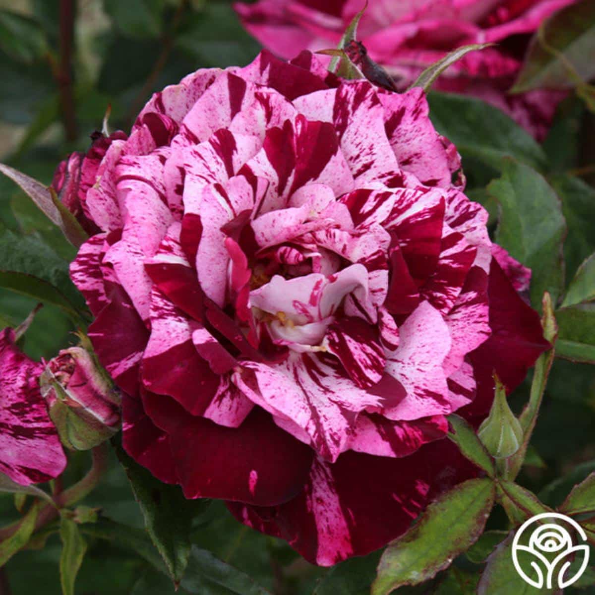 Dark Dragon rose