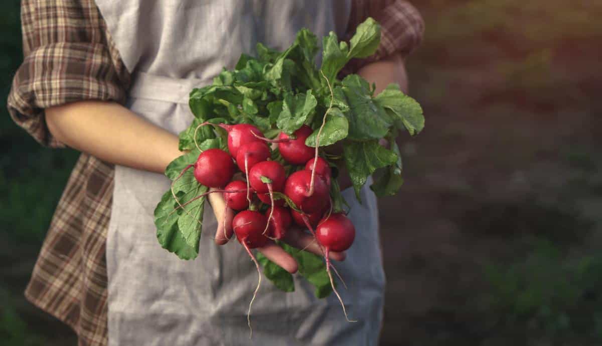 Radish harvest