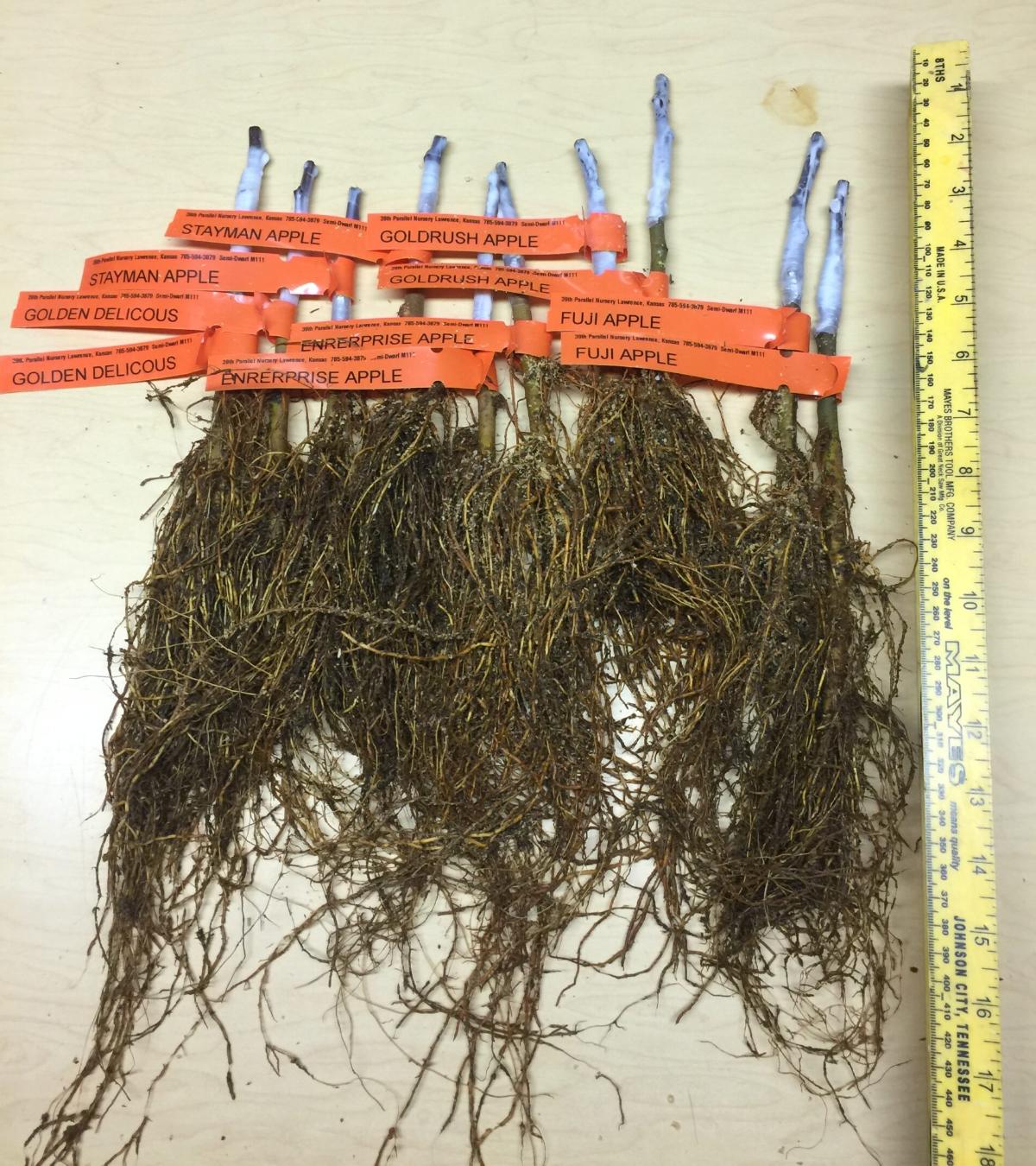 Varieties of root stock for fruit tree grafting