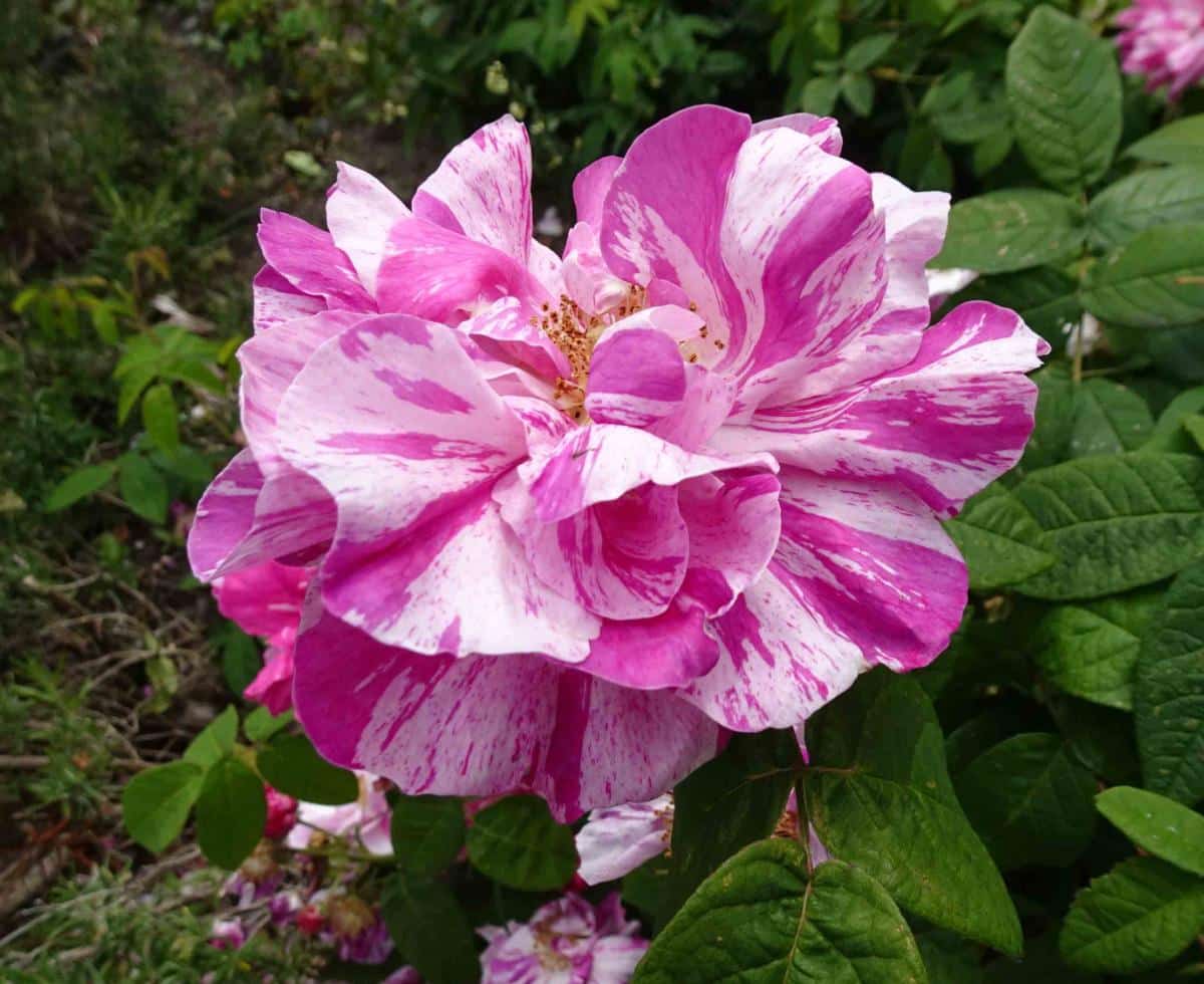 Rosa Mundi rose