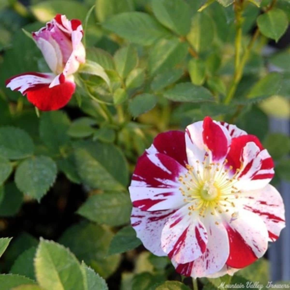 mini rose Roller Coaster striped rose