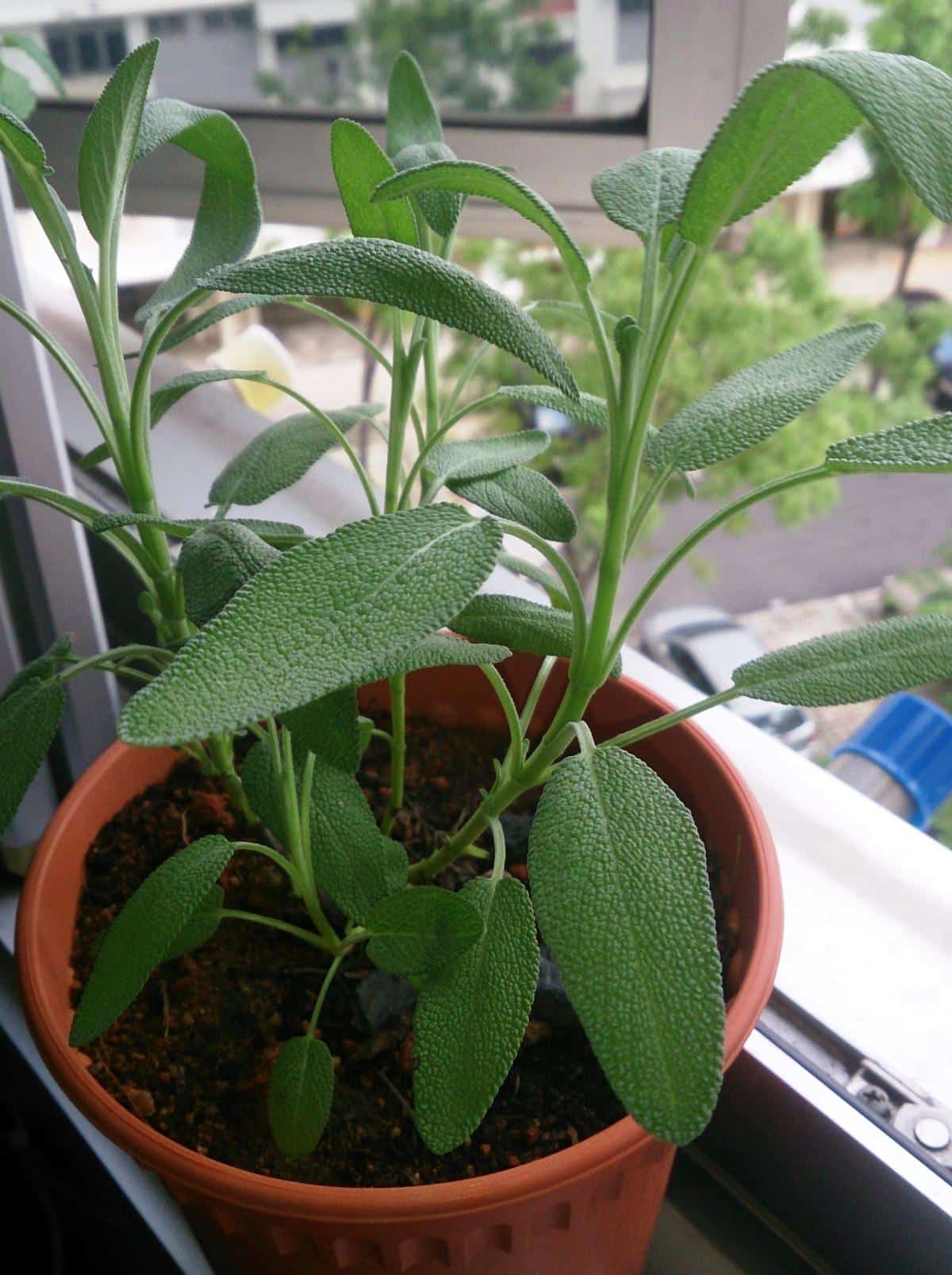 Sage in a pot inside