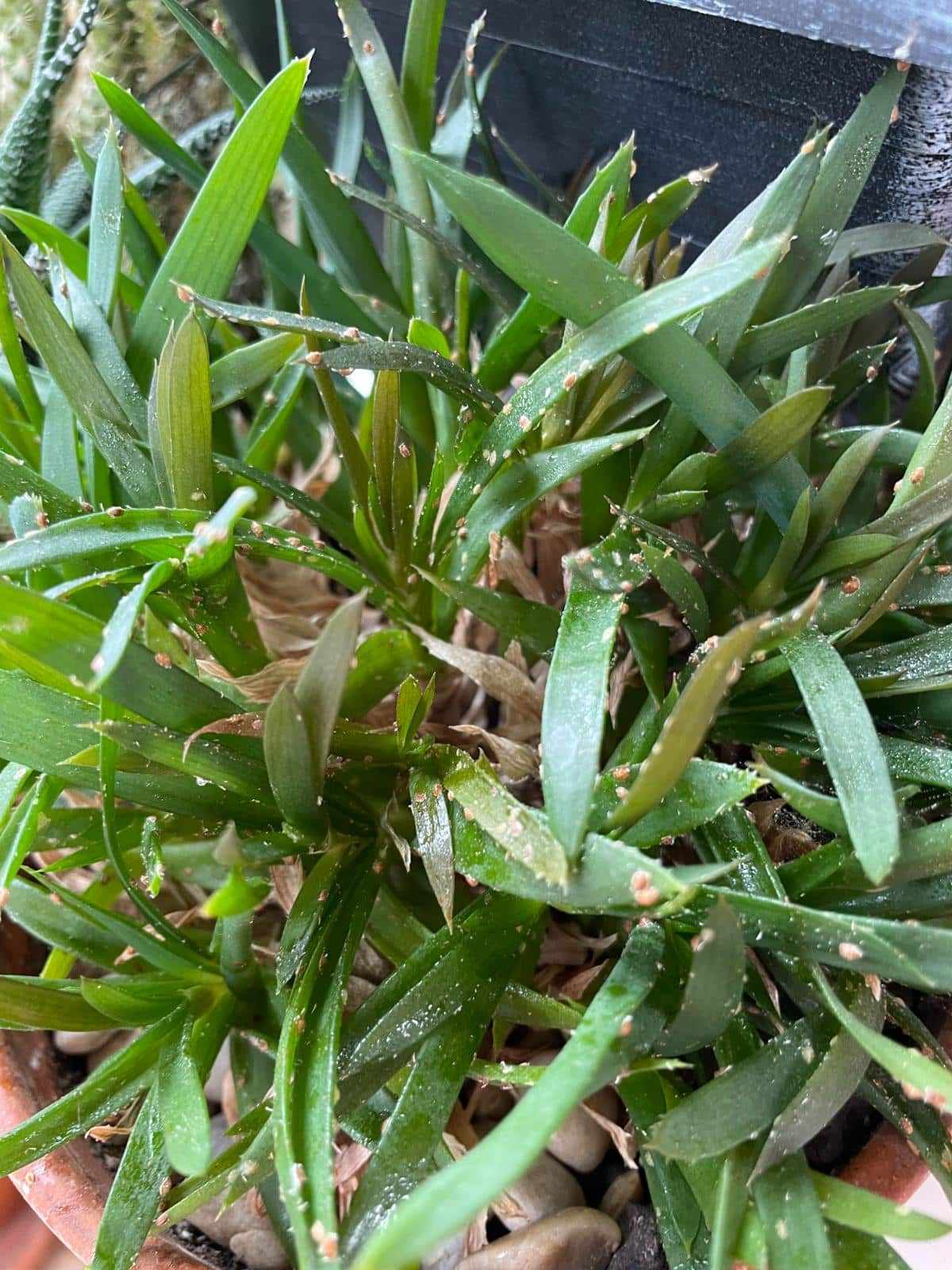 Plant with scale infection