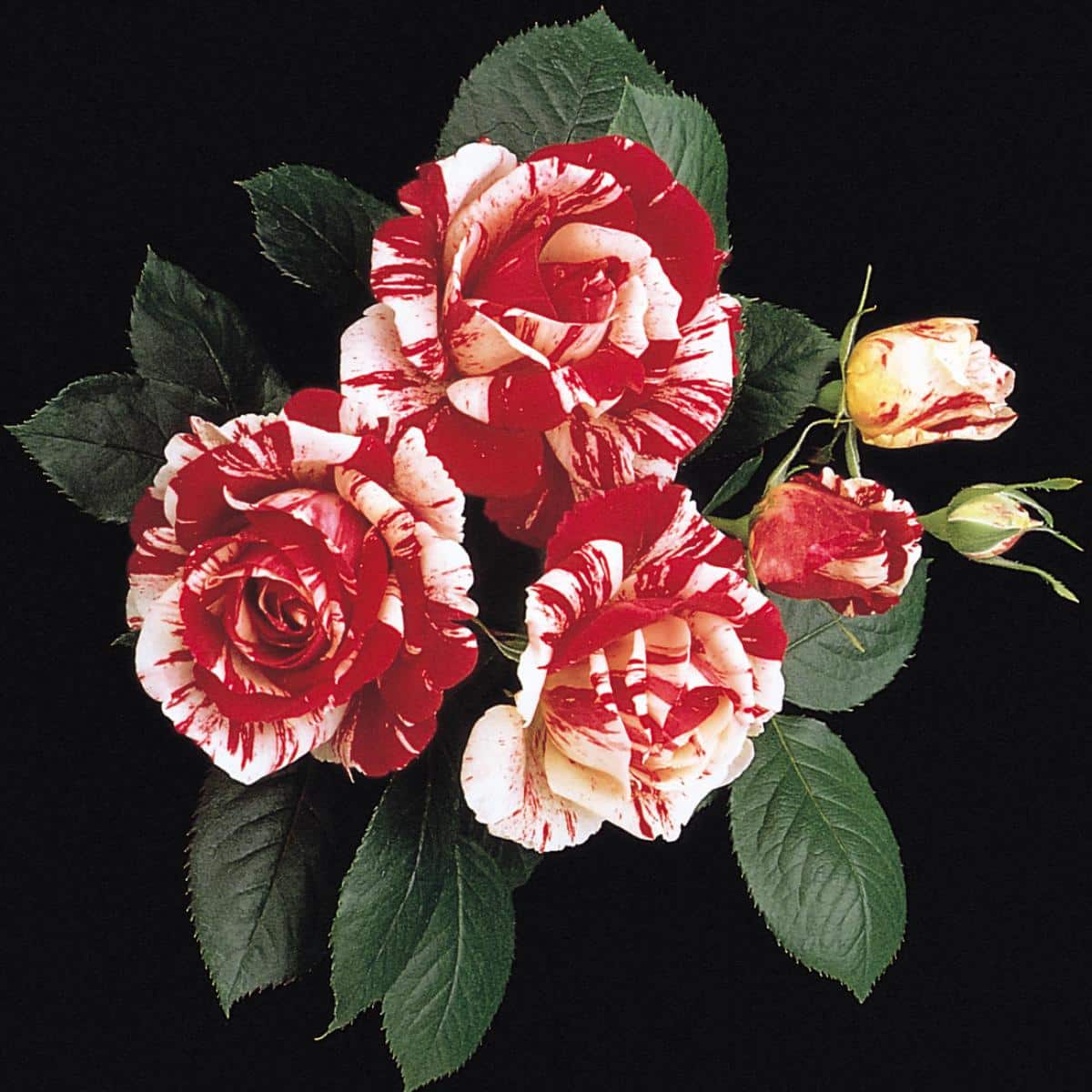 Sentimental rose