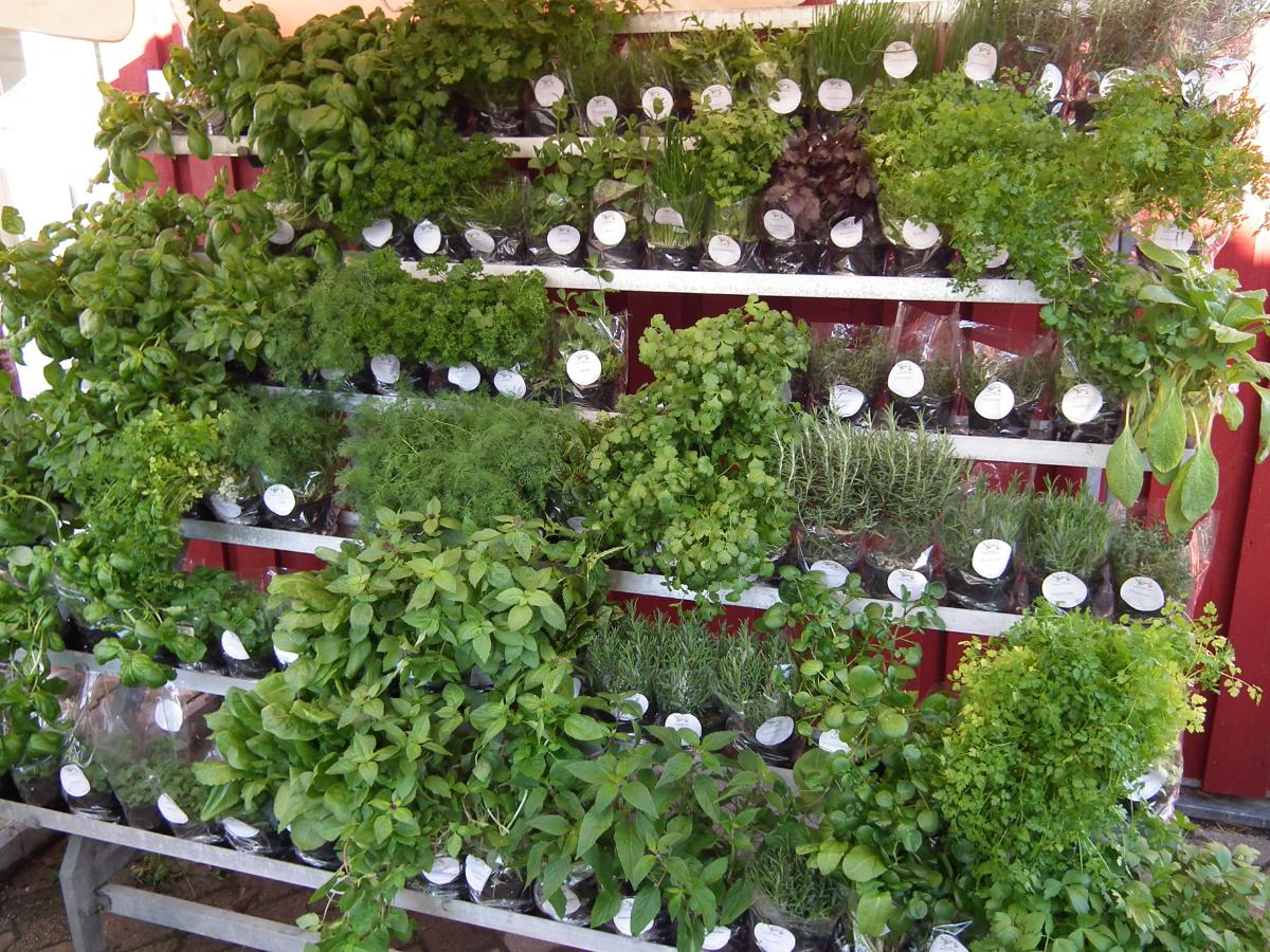 Crowded herb plants in a store display