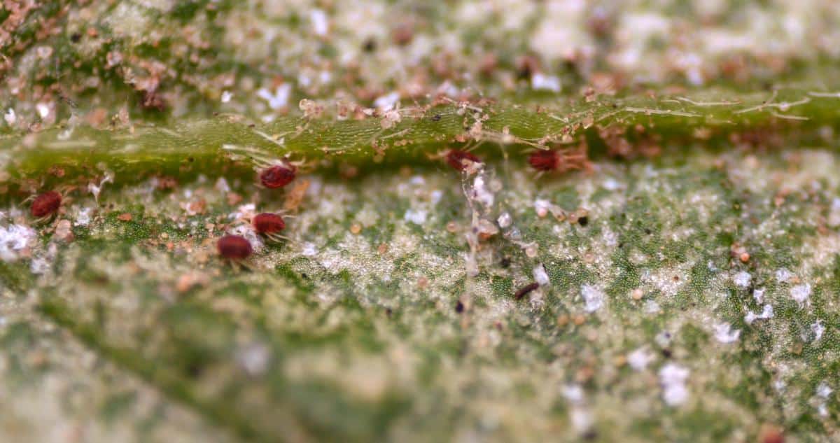 Spiders mites in magnification