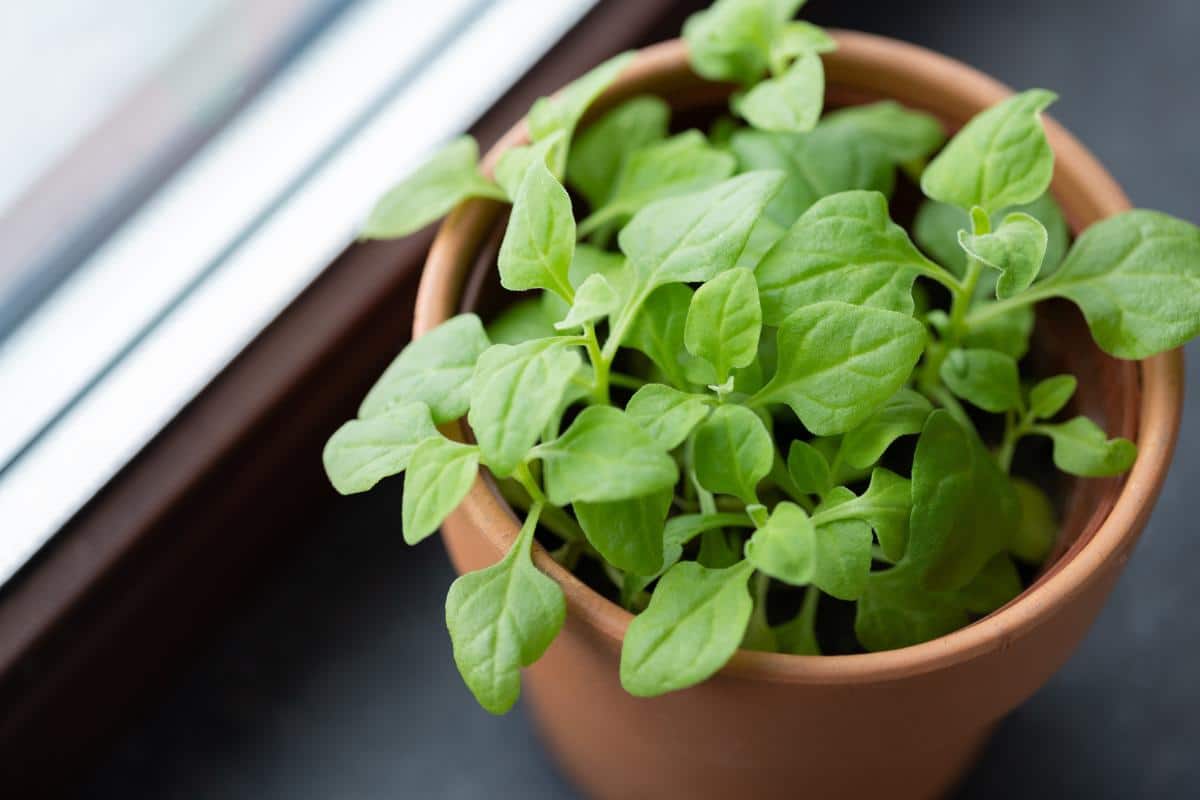 A pot of baby lettuce