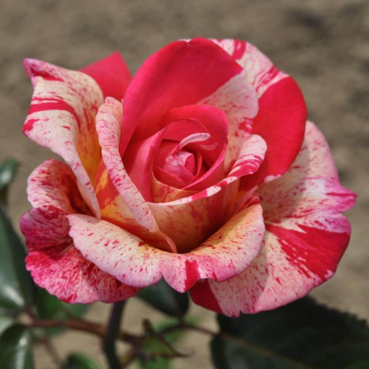 Beautiful Brocéliande® rose