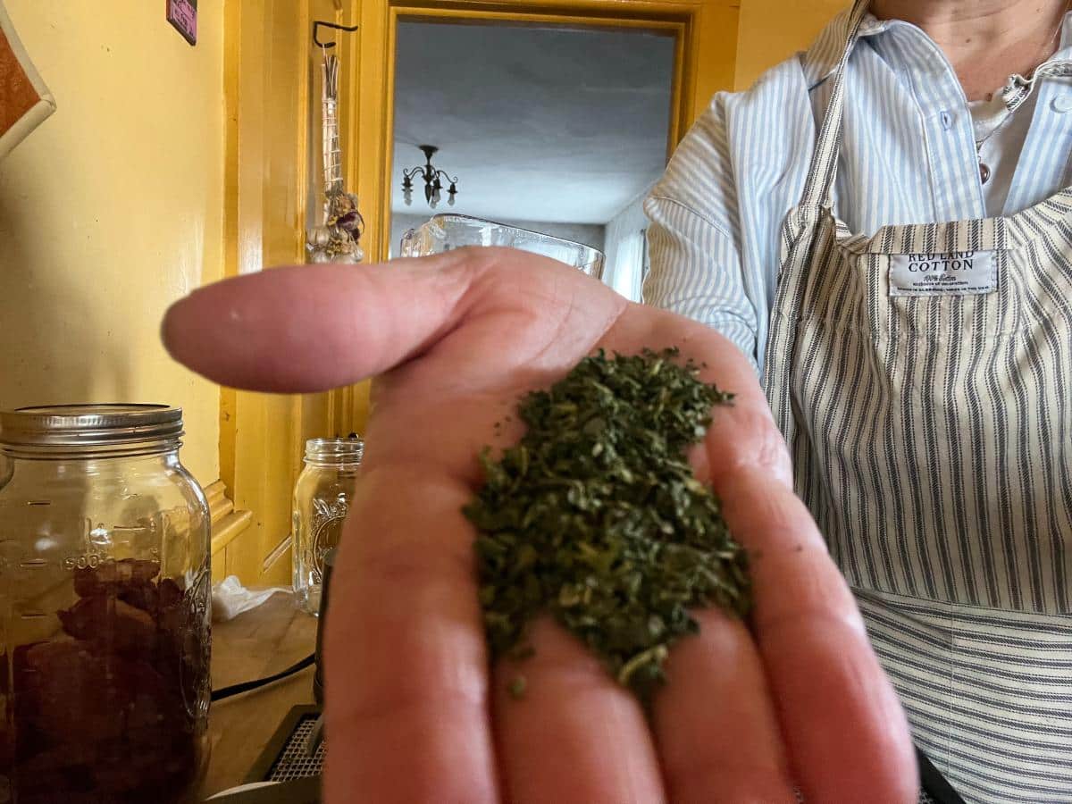 Dried powdered kale in a hand