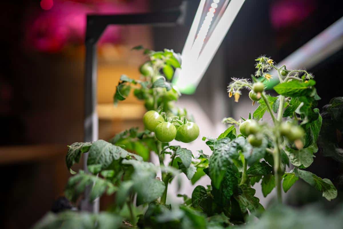 Micro tomatoes growing under grow light