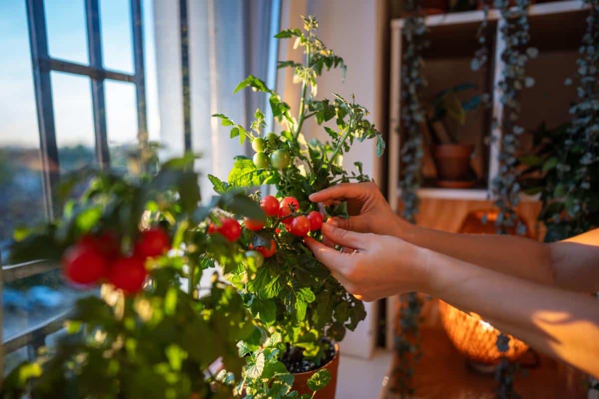 Miniature mice dwarf tomatoes