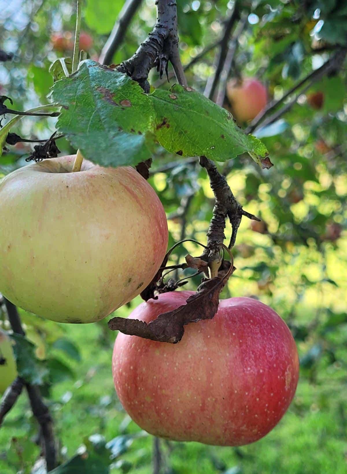 Apple on a grafted apple tree