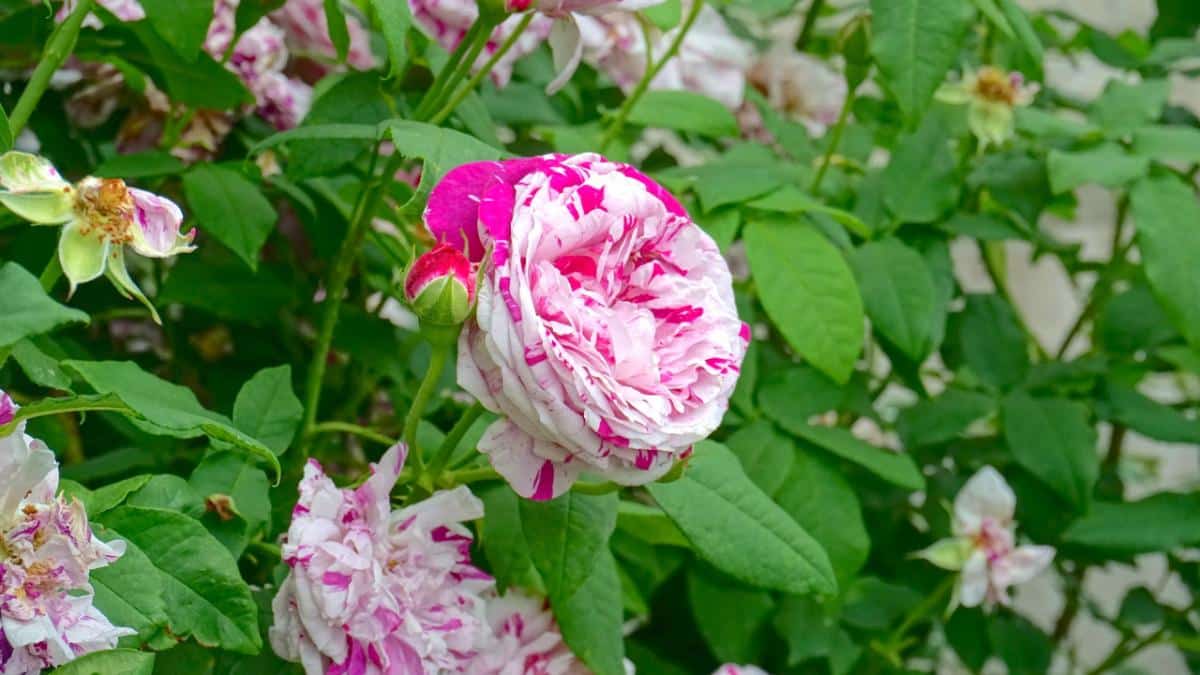 Variegata di Bologna rose