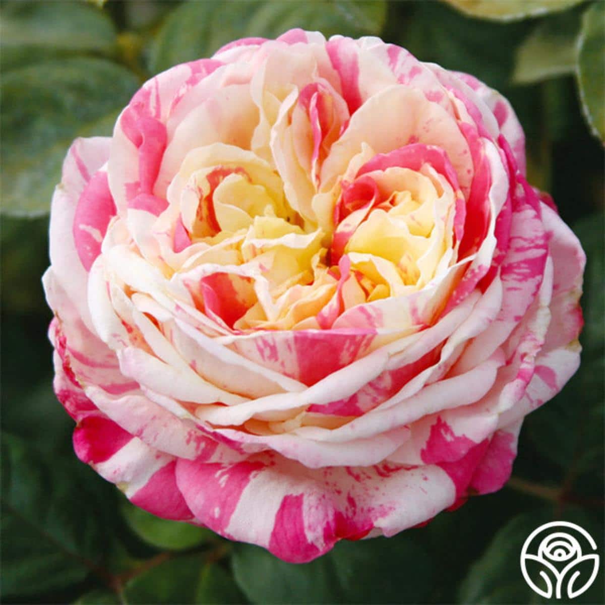 Wonderstripe rose