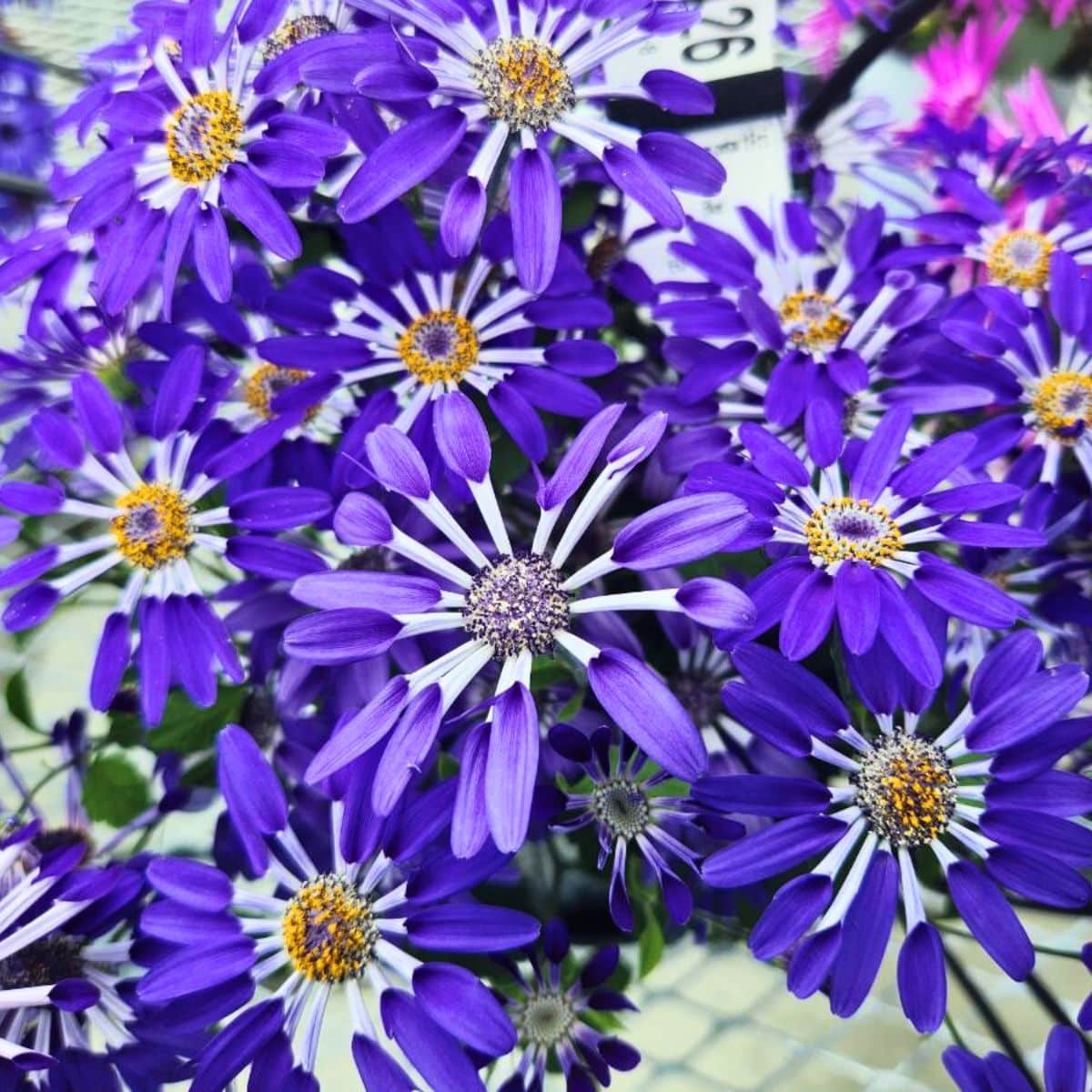 Pericallis ‘Senetti Blue Spoon’flowers