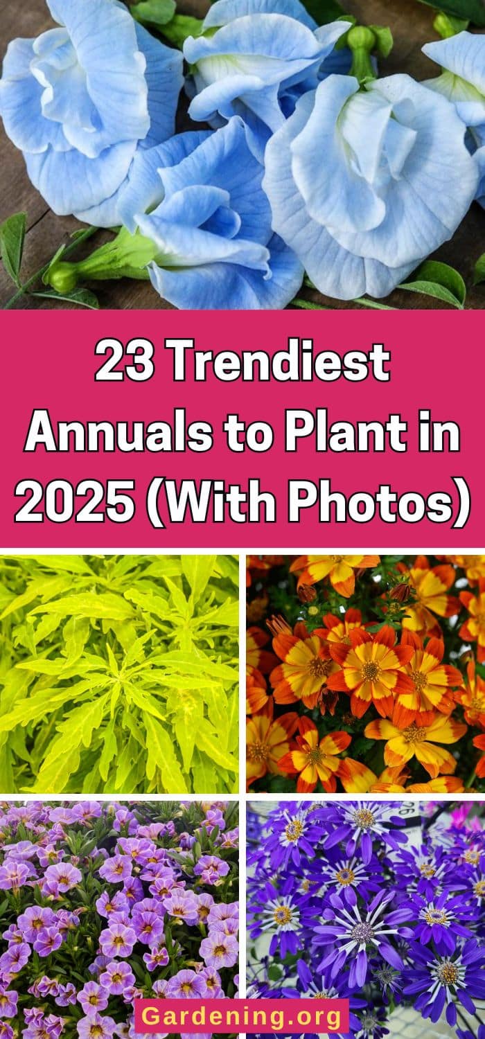 23 Trendiest Annuals to Plant in 2025 (With Photos) pinterest image