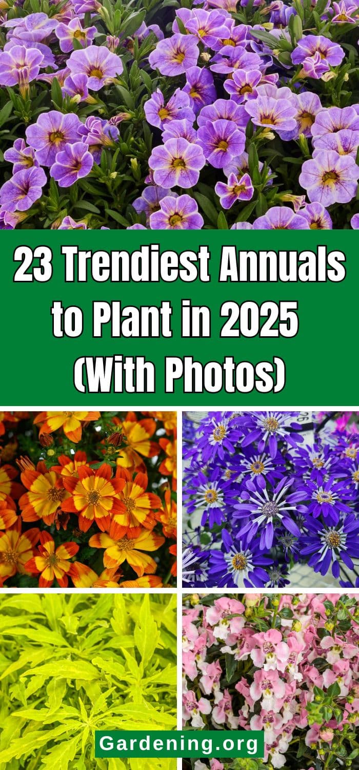 23 Trendiest Annuals to Plant in 2025 (With Photos) pinterest image