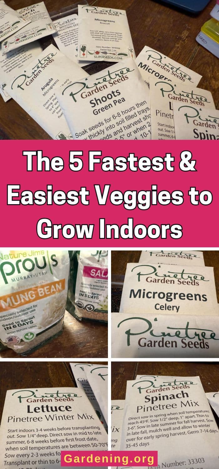 The 5 Fastest & Easiest Veggies to Grow Indoors pinterest image