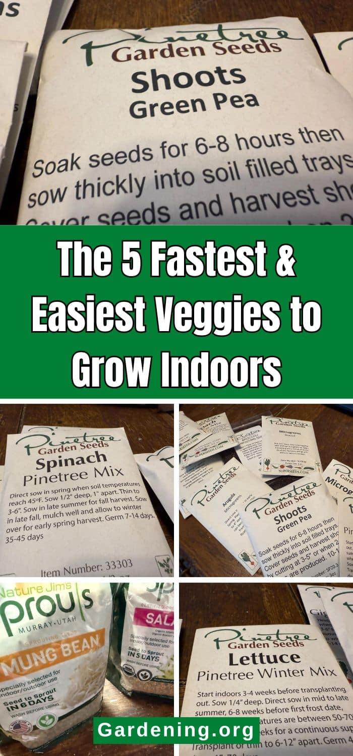 The 5 Fastest & Easiest Veggies to Grow Indoors pinterest image