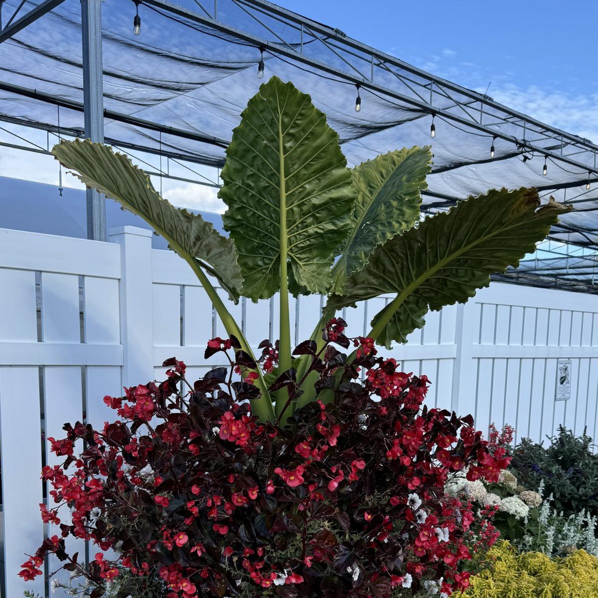 Elephant ears