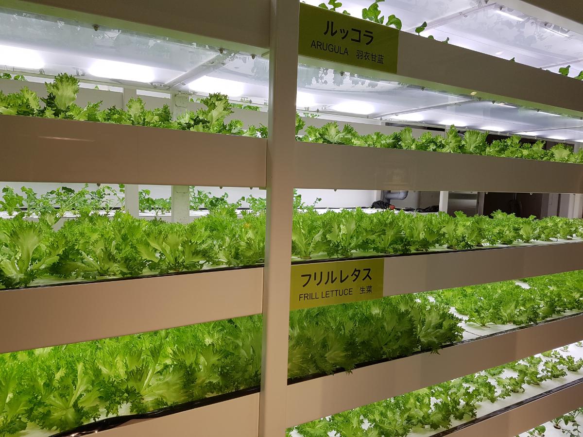 Indoor lettuce farm