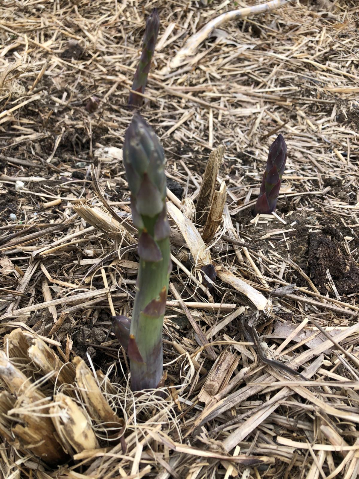 Asparagus coming up in the ground