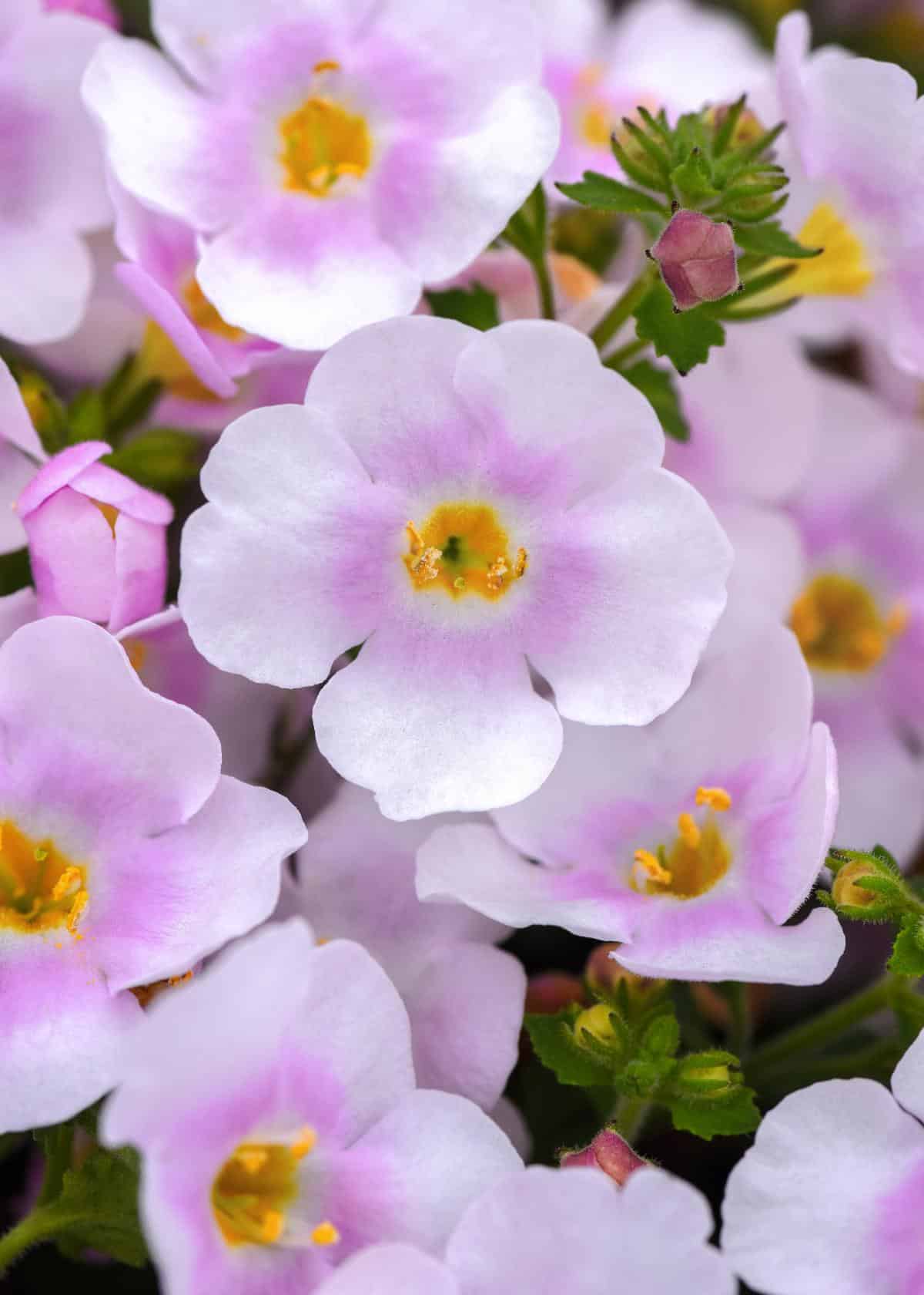 Bacopa apple blossom